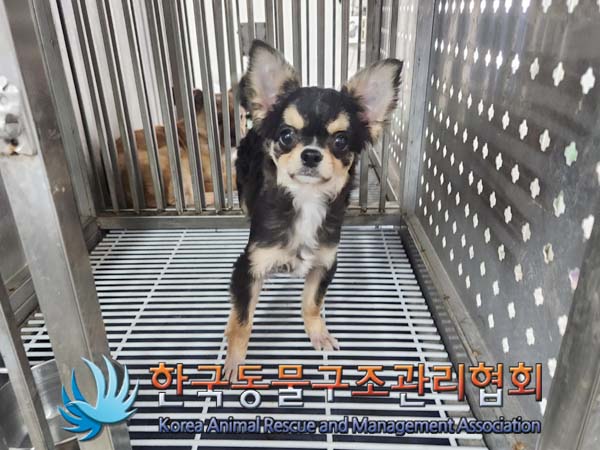 한국동물구조관리협회_441406202400287